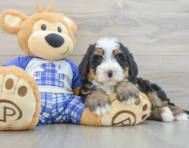 7 week old Mini Bernedoodle Puppy For Sale - Simply Southern Pups
