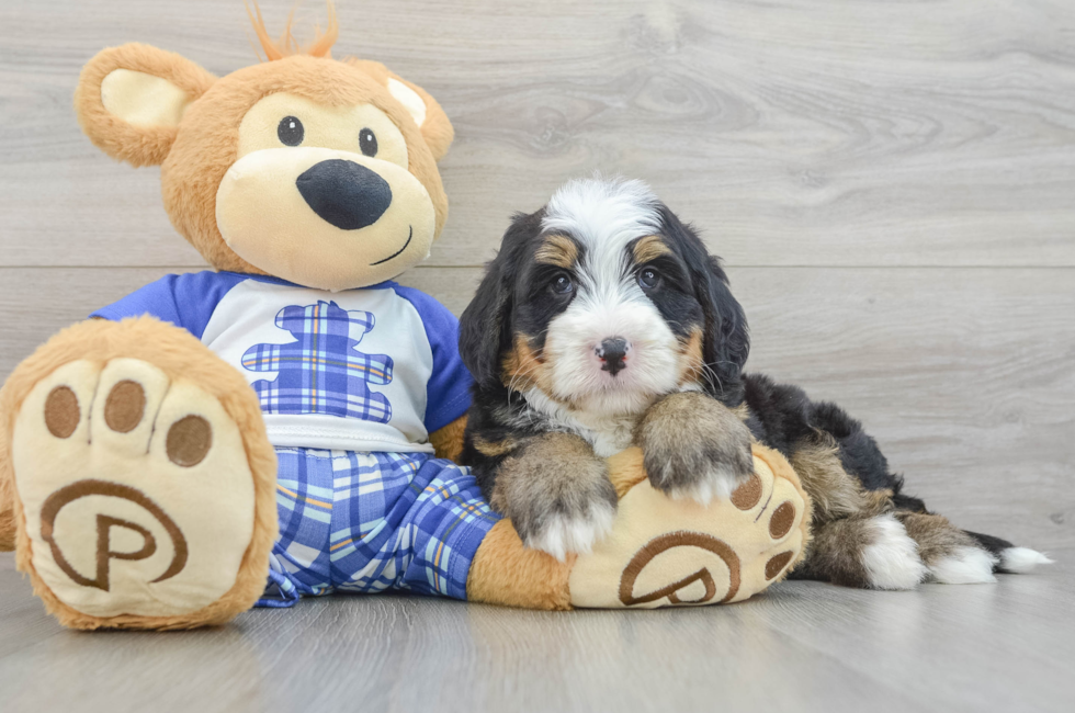 7 week old Mini Bernedoodle Puppy For Sale - Simply Southern Pups