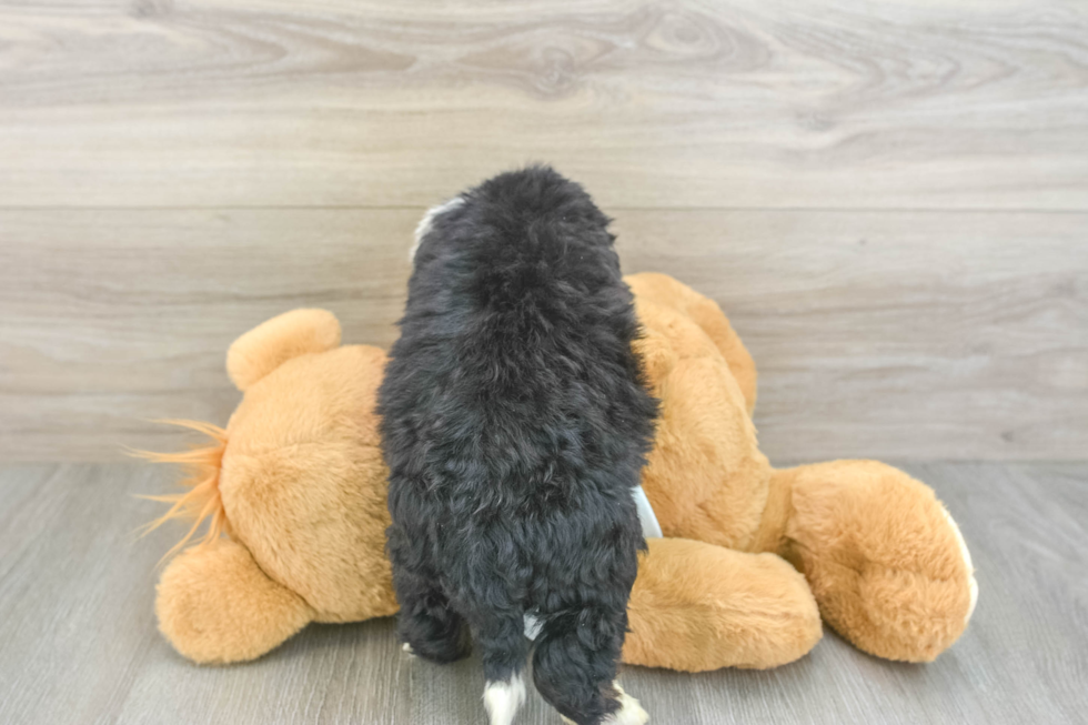 Mini Bernedoodle Puppy for Adoption
