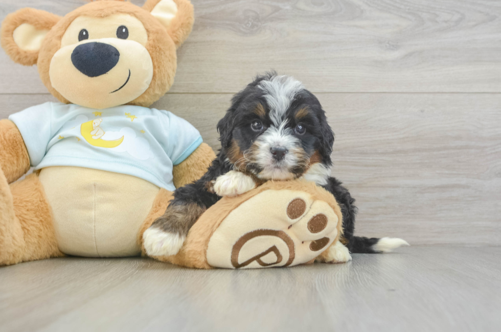 5 week old Mini Bernedoodle Puppy For Sale - Simply Southern Pups