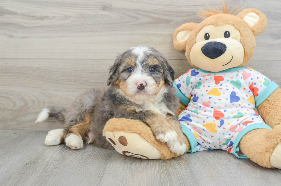 6 week old Mini Bernedoodle Puppy For Sale - Simply Southern Pups