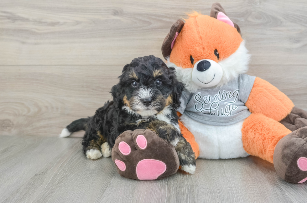 6 week old Mini Bernedoodle Puppy For Sale - Simply Southern Pups
