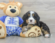 7 week old Mini Bernedoodle Puppy For Sale - Simply Southern Pups