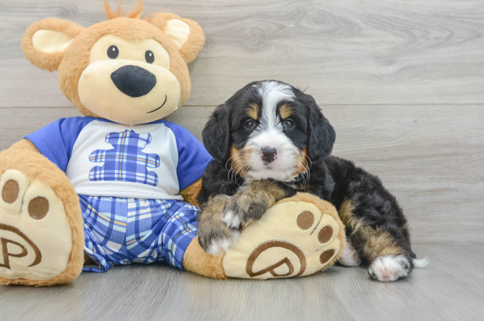 7 week old Mini Bernedoodle Puppy For Sale - Simply Southern Pups