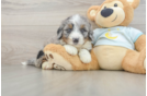 Mini Bernedoodle Puppy for Adoption