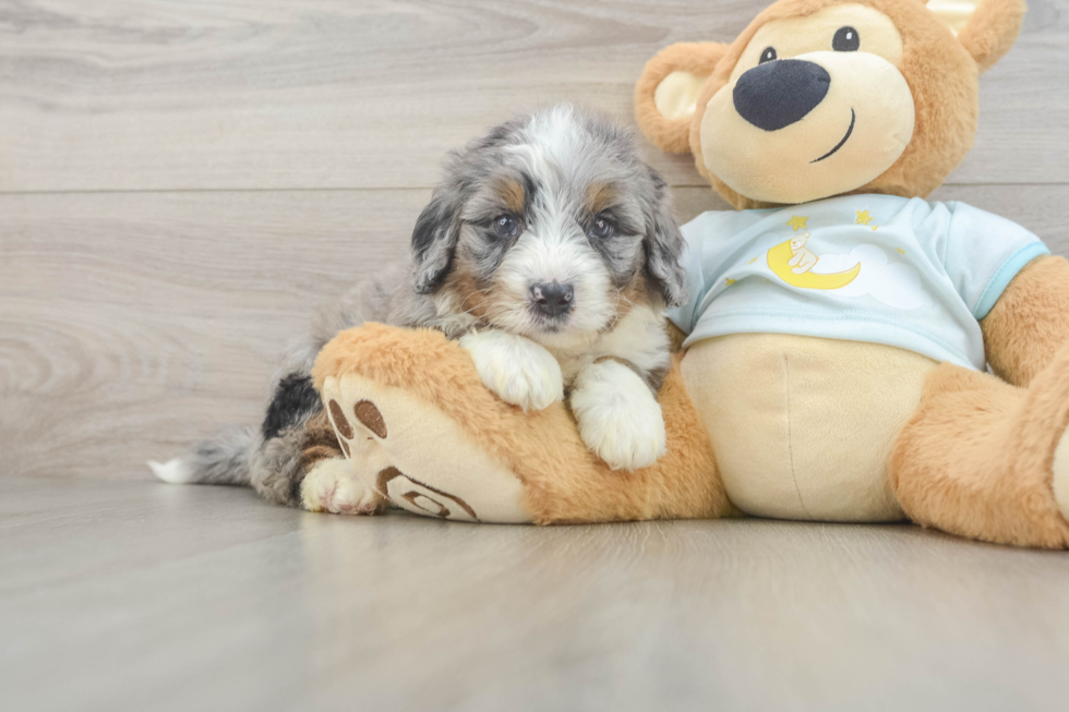 Mini Bernedoodle Puppy for Adoption