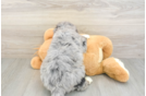 Funny Mini Bernedoodle Poodle Mix Pup