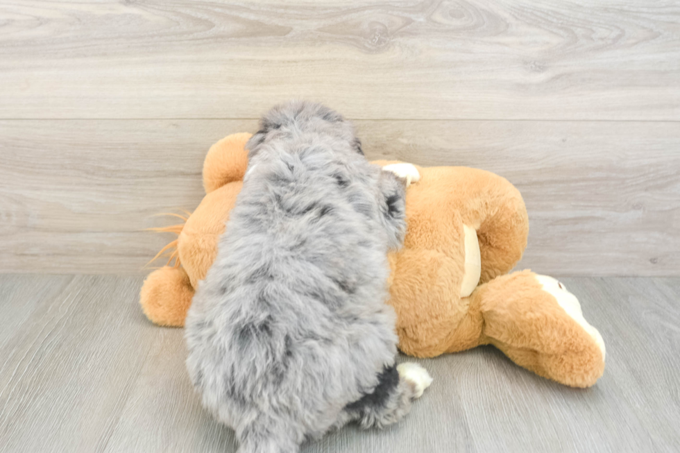 Funny Mini Bernedoodle Poodle Mix Pup