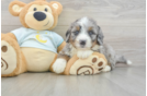 Mini Bernedoodle Puppy for Adoption
