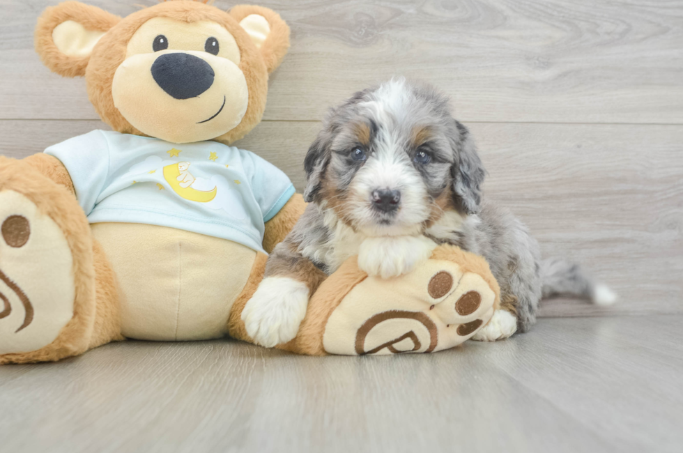 5 week old Mini Bernedoodle Puppy For Sale - Simply Southern Pups