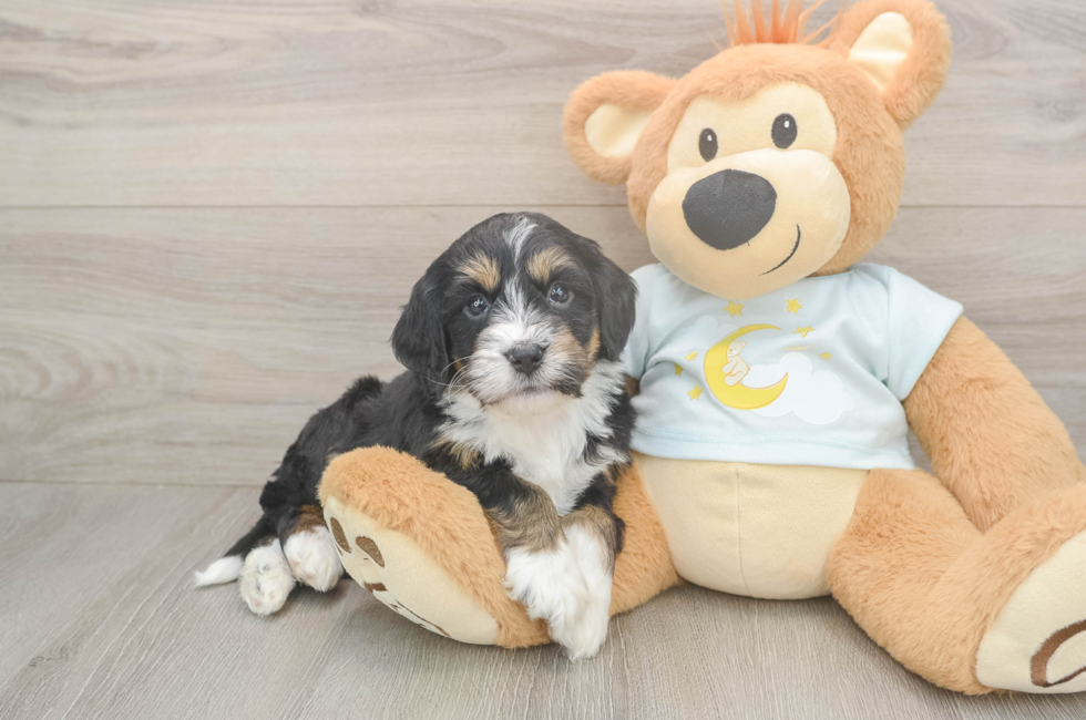 5 week old Mini Bernedoodle Puppy For Sale - Simply Southern Pups