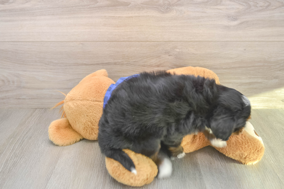 Mini Bernedoodle Puppy for Adoption