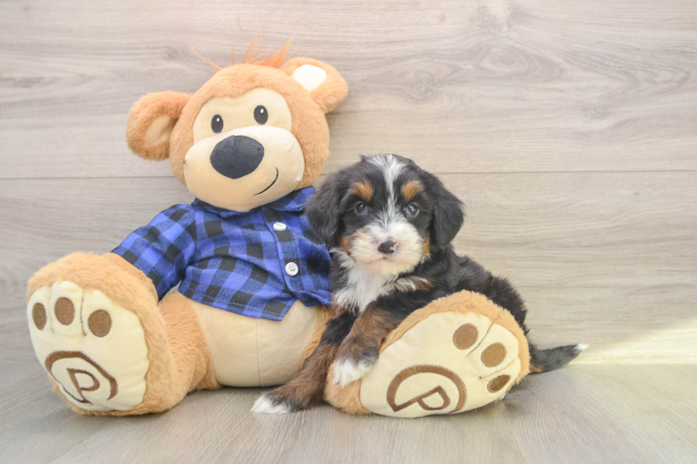 Mini Bernedoodle Pup Being Cute