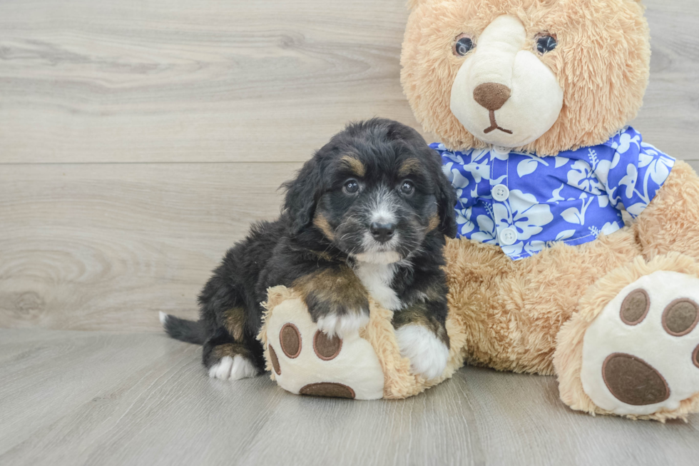 Best Mini Bernedoodle Baby