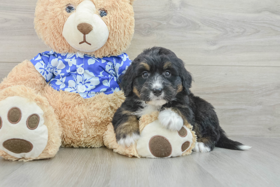 Mini Bernedoodle Pup Being Cute