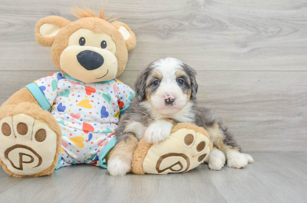 6 week old Mini Bernedoodle Puppy For Sale - Simply Southern Pups