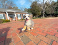 9 week old Mini Bernedoodle Puppy For Sale - Simply Southern Pups