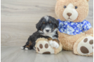 Best Mini Bernedoodle Baby