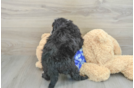 Little Mini Berniedoodle Poodle Mix Puppy