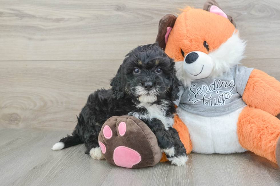 6 week old Mini Bernedoodle Puppy For Sale - Simply Southern Pups