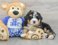 7 week old Mini Bernedoodle Puppy For Sale - Simply Southern Pups