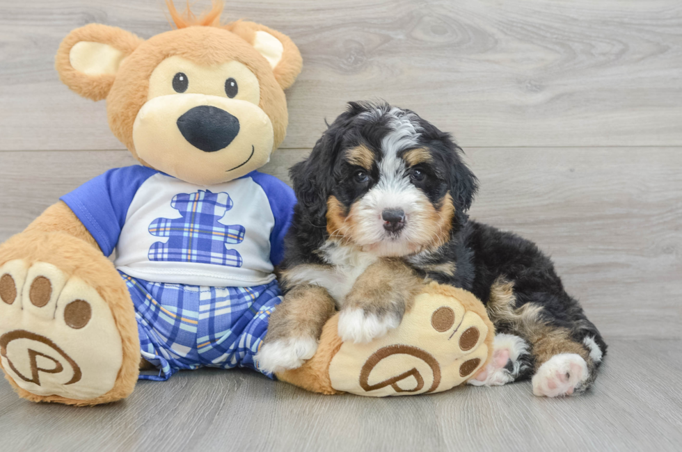 7 week old Mini Bernedoodle Puppy For Sale - Simply Southern Pups