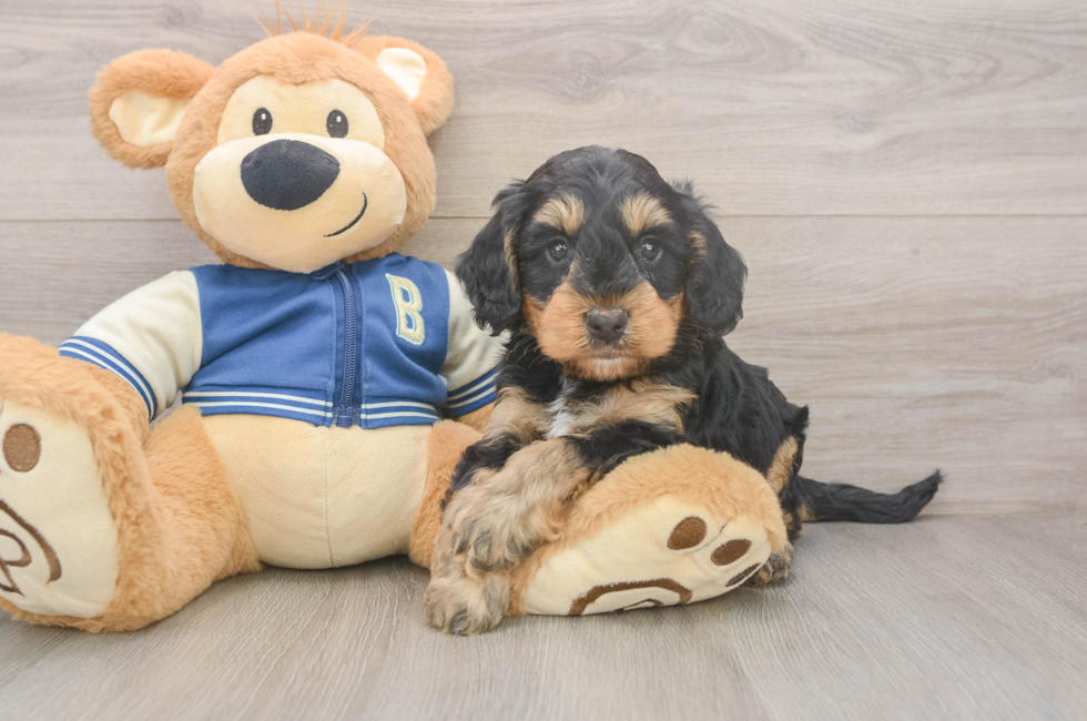 5 week old Mini Bernedoodle Puppy For Sale - Simply Southern Pups