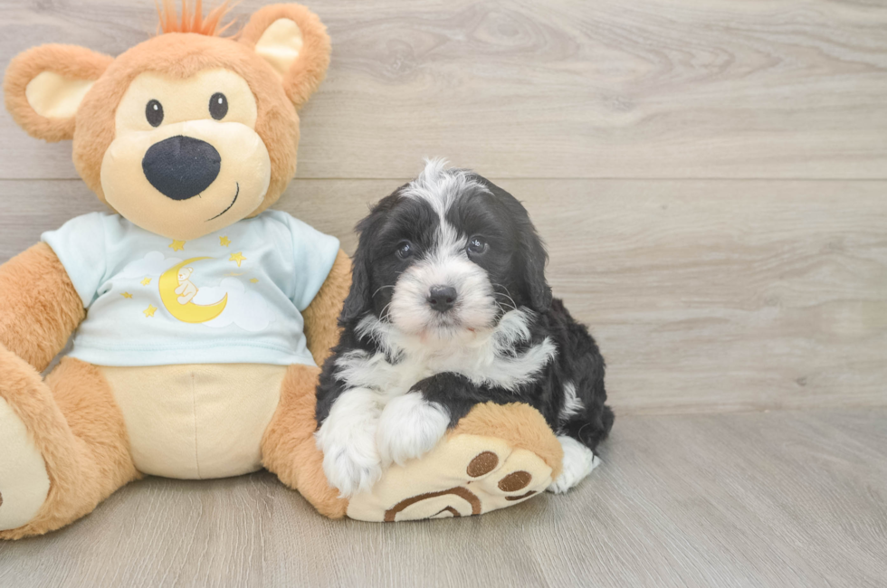 5 week old Mini Bernedoodle Puppy For Sale - Simply Southern Pups