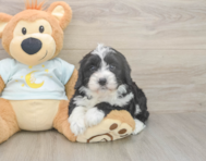 5 week old Mini Bernedoodle Puppy For Sale - Simply Southern Pups 5 week old Mini Bernedoodle Puppy For Sale - Simply Southern Pups