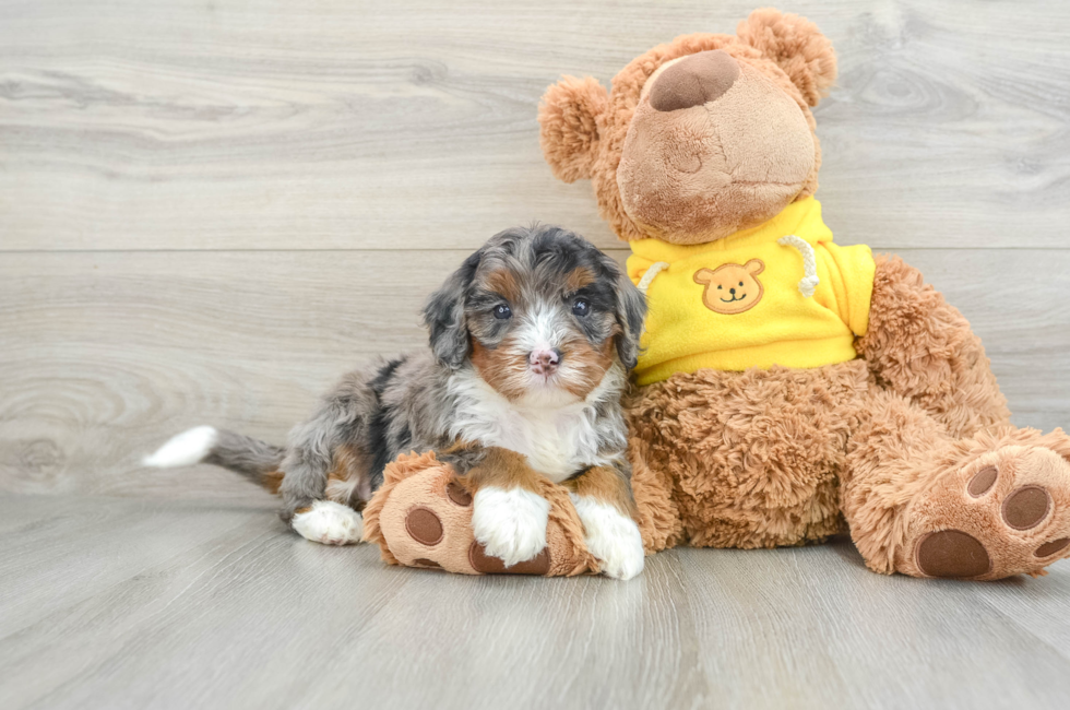 5 week old Mini Bernedoodle Puppy For Sale - Simply Southern Pups