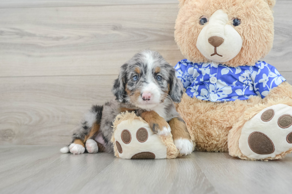 Popular Mini Bernedoodle Poodle Mix Pup