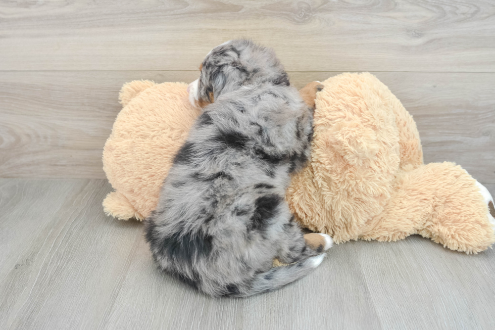 Mini Bernedoodle Pup Being Cute