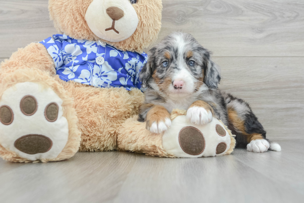 Mini Bernedoodle Pup Being Cute