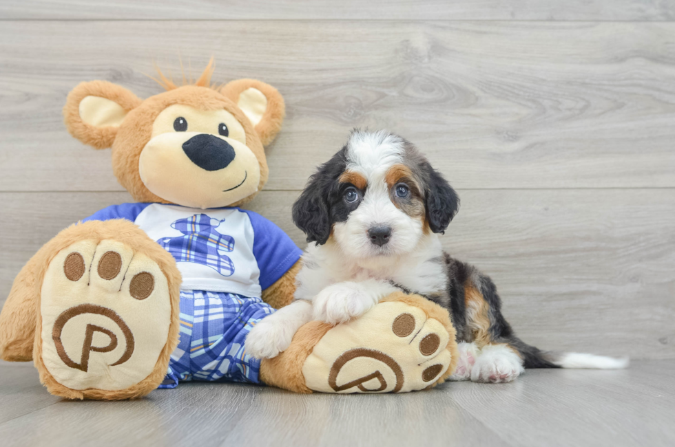 6 week old Mini Bernedoodle Puppy For Sale - Simply Southern Pups