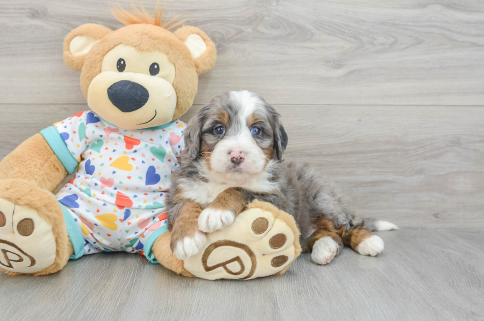 6 week old Mini Bernedoodle Puppy For Sale - Simply Southern Pups