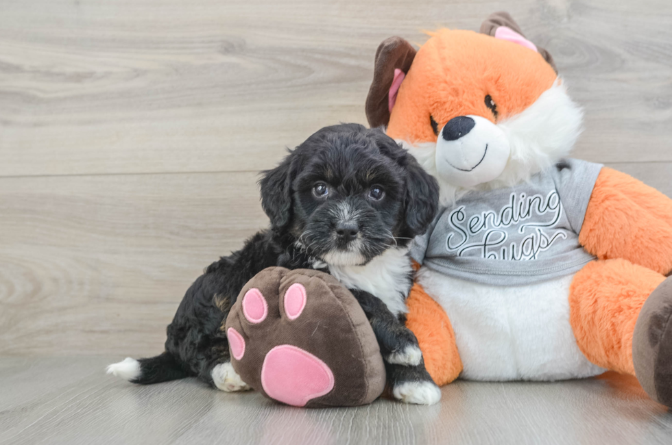 6 week old Mini Bernedoodle Puppy For Sale - Simply Southern Pups