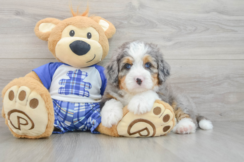 7 week old Mini Bernedoodle Puppy For Sale - Simply Southern Pups