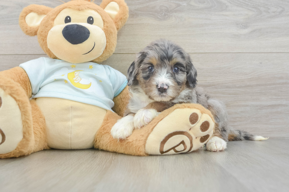 5 week old Mini Bernedoodle Puppy For Sale - Simply Southern Pups