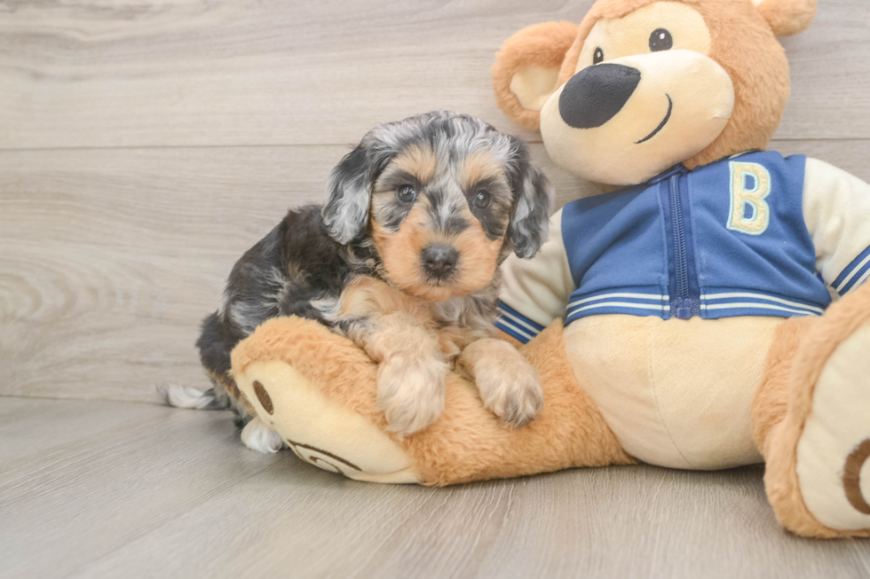 Friendly Mini Bernedoodle Baby