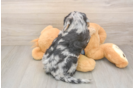 Best Mini Bernedoodle Baby