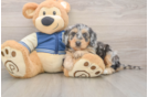Mini Bernedoodle Puppy for Adoption