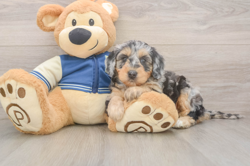 5 week old Mini Bernedoodle Puppy For Sale - Simply Southern Pups