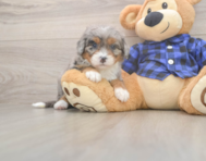 5 week old Mini Bernedoodle Puppy For Sale - Simply Southern Pups