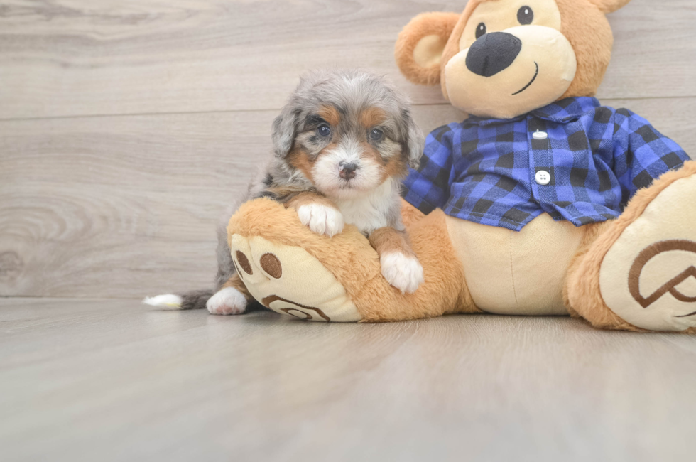 5 week old Mini Bernedoodle Puppy For Sale - Simply Southern Pups