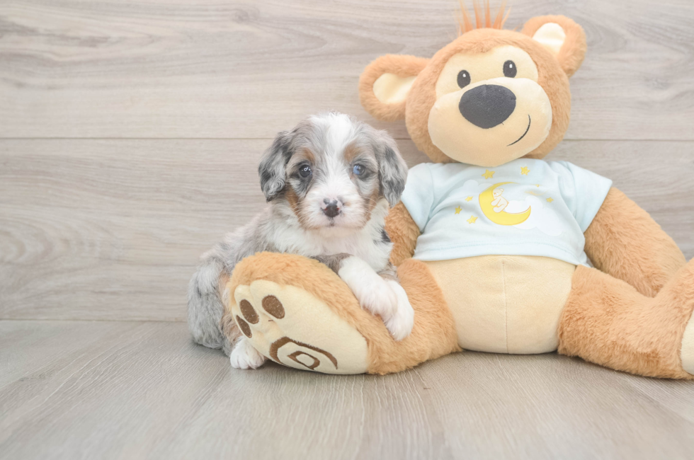 5 week old Mini Bernedoodle Puppy For Sale - Simply Southern Pups