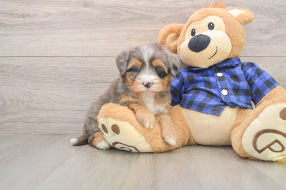 Mini Bernedoodle Puppy for Adoption