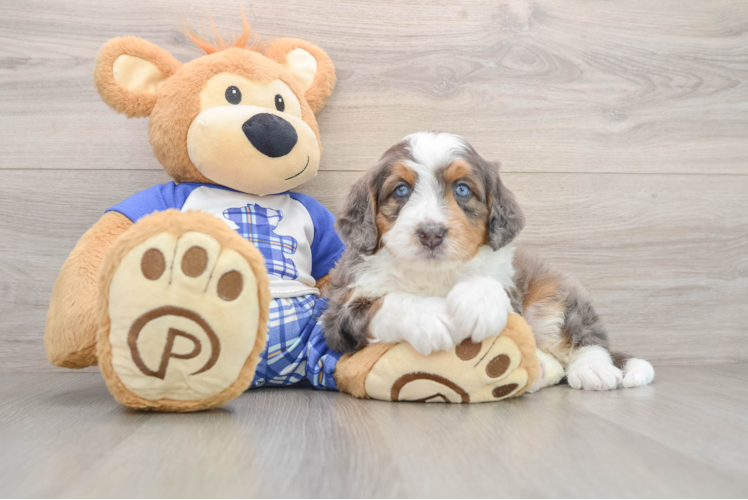 Happy Mini Bernedoodle Baby