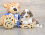 6 week old Mini Bernedoodle Puppy For Sale - Simply Southern Pups