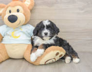 7 week old Mini Bernedoodle Puppy For Sale - Simply Southern Pups