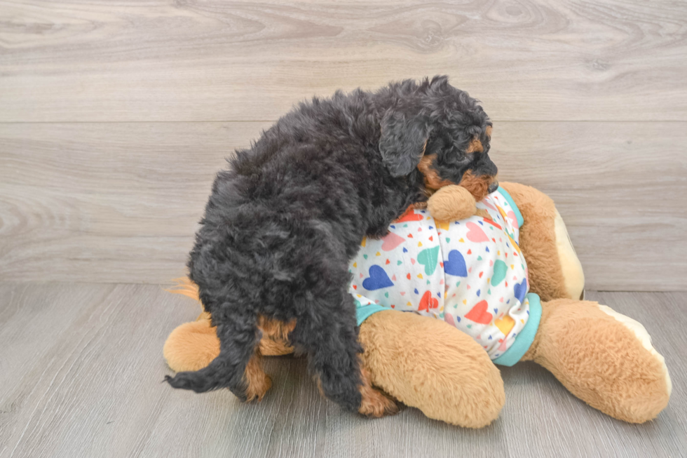 Best Mini Bernedoodle Baby